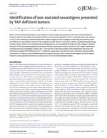 Identification of non-mutated neoantigens presented by TAP-deficient tumors