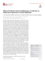 Effect of Productive Human Papillomavirus 16 Infection on Global Gene Expression in Cervical Epithelium