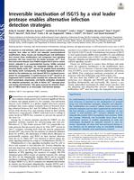 Irreversible inactivation of ISG15 by a viral leader protease enables alternative infection detection strategies