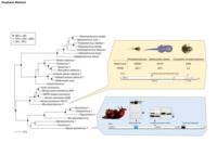 Description and initial characterization of metatranscriptomic nidovirus-like genomes from the proposed new family Abyssoviridae, and from a sister group to the Coronavirinae, the proposed genus Alphaletovirus