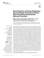Early Induction of Human Regulatory Dermal Antigen Presenting Cells by Skin-Penetrating Schistosoma Mansoni Cercariae