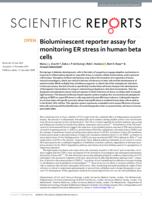 Bioluminescent reporter assay for monitoring ER stress in human beta cells