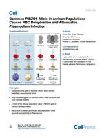 Common PIEZO1 Allele in African Populations Causes RBCDehydration and Attenuates Plasmodium Infection