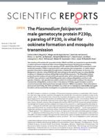 The Plasmodium falciparum male gametocyte protein P230p, a paralog of P230, is vital for ookinete formation and mosquito transmission