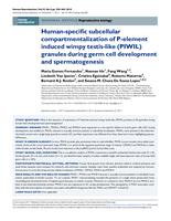 Human-specific subcellular compartmentalization of P-element induced wimpy testis-like (PIWIL) granules during germ cell development and spermatogenesis