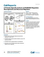 A Primate-Specific Isoform of PLEKHG6 Regulates Neurogenesis and Neuronal Migration