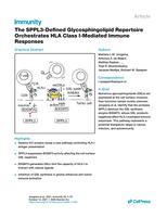 The SPPL3-defined glycosphingolipid repertoire orchestrates HLA class I-mediated immune responses