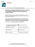Selective autophagy regulates heat stress memory in Arabidopsis by NBR1-mediated targeting of HSP90 and ROF1