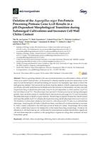 Deletion of the Aspergillus niger pro-protein processing protease gene kexB results in a pH-dependent morphological transition during submerged cultivations and increases cell wall chitin content