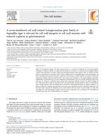 A seven-membered cell wall related transglycosylase gene family in Aspergillus niger is relevant for cell wall integrity in cell wall mutants with reduced α-glucan or galactomannan