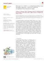 Structure of a GH51 α-L-arabinofuranosidase from Meripilus giganteus: conserved substrate recognition from bacteria to fungi