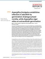 Aspergillus fumigatus establishes infection in zebrafish by germination of phagocytized conidia, while Aspergillus niger relies on extracellular germination