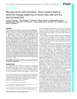 Bicuspid aortic valve formation: Nos3 mutation leads to abnormal lineage patterning of neural crest cells and the second heart field