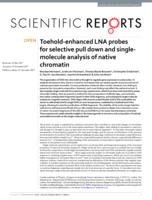 Toehold-enchanced lna probes for selective pull down and single-molecule analysis of native chromatin