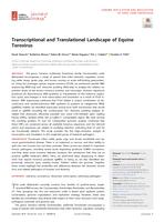 Transcriptional and Translational Landscape of Equine Torovirus