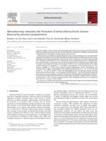 Adrenalectomy stimulates the formation of initial atherosclerotic lesions: reversal by adrenal transplantation