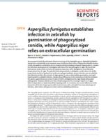 Aspergillus fumigatus establishes infection in zebrafish by germination of phagocytized conidia, while aspergillus niger relies on extracellular germination