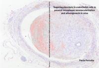 Targeting glycolysis in endothelial cells to prevent intraplaque neovascularization and atherogenesis in mice