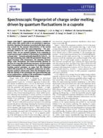 Spectroscopic fingerprint of charge order melting driven by quantum fluctuations in a cuprate
