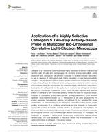 Application of a highly selective cathepsin S two-step activity-based probe in multicolor bio-orthogonal correlative light-electron microscopy