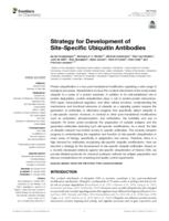 Strategy for development of site-specific ubiquitin antibodies