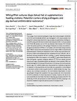 Wild griffon vultures (Gyps fulvus) fed at supplementary feeding stations