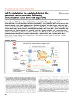 IgG Fc sialylation is regulated during the germinal center reaction following immunization with different adjuvants