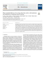 Photo-controlled delivery of very long chain fatty acids to cell membranes and modulation of membrane protein function