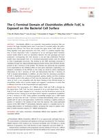 The C-terminal domain of clostridioides difficile TcdC is exposed on the bacterial cell surface