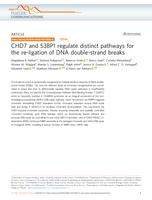 CHD7 and 53BP1 regulate distinct pathways for the re-ligation of DNA double-strand breaks