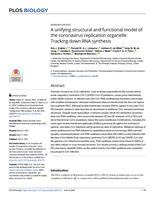 A unifying structural and functional model of the coronavirus replication organelle