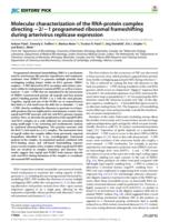 Molecular characterization of the RNA-protein complex directing-2/-1 programmed ribosomal frameshifting during arterivirus replicase expression