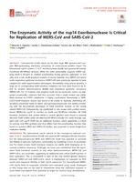 The enzymatic activity of the nsp14 exoribonuclease is critical for replication of MERS-CoV and SARS-CoV-2