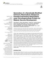 Generation of a genetically modified chimeric plasmodium falciparum parasite expressing plasmodium vivax circumsporozoite protein for malaria vaccine development