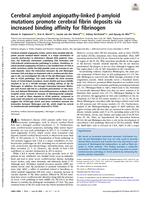 Cerebral amyloid angiopathy-linked beta-amyloid mutations promote cerebral fibrin deposits via increased binding affinity for fibrinogen