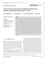 Long-term in vitro persistence of magnetic properties after magnetic bead-based cell separation of T cells