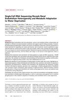 Single-cell RNA sequencing reveals renal endothelium heterogeneity and metabolic adaptation to water deprivation