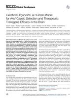 Cerebral organoids