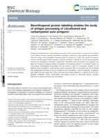 Bioorthogonal protein labelling enables the study of antigen processing of citrullinated and carbamylated auto-antigens