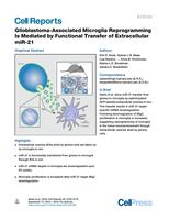Extracellular transfer of miR-21 contributes to microglia reprogramming in intracranial glioma