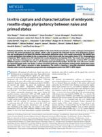 In vitro capture and characterization of embryonic rosette-stage pluripotency between naive and primed states