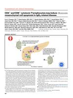 CD4(+) and CD8(+) cytotoxic Tlymphocytes may induce mesenchymal cell apoptosis in IgG(4)-related disease