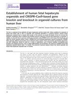 Establishment of human fetal hepatocyte organoids and CRISPR-Cas9-based gene knockin and knockout in organoid cultures from human liver