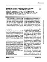 A bispecific antibody antagonizes prosurvival CD40 signaling and promotes V gamma 9V delta 2 T cell-mediated antitumor responses in human B-cell malignancies