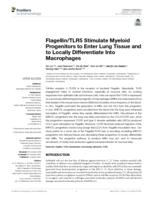 Flagellin/TLR5 stimulate myeloid progenitors to enter lung tissue and to locally differentiate into macrophages