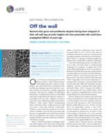 Bacterial Proliferation: Off the wall