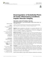 Downregulation of endothelial plexin A4 under inflammatory conditions impairs vascular integrity