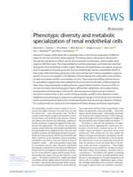 Phenotypic diversity and metabolic specialization of renal endothelial cells