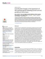 Coordinated changes in the expression of Wnt pathway genes following human and rat peripheral nerve injury