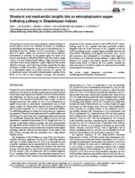 Structural and mechanistic insights into an extracytoplasmic copper trafficking pathway in Streptomyces lividans